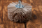 Abrasive Wire Nylon Brushes